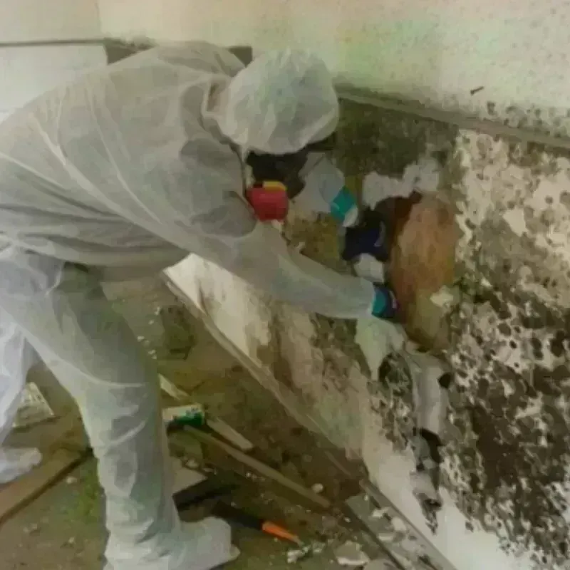 Mold Remediation and Removal in Hindman, KY